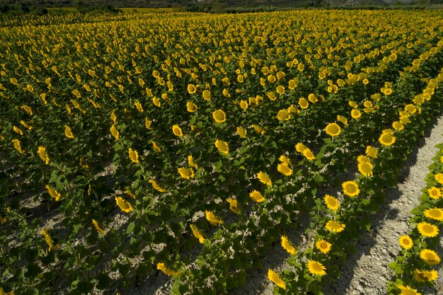 Amanecer de verano sobre el campo de girasol foto de archivo