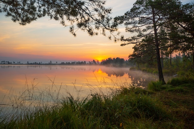 Amanecer en Yelnya Bog Bielorrusia uno de los pantanos más grandes de Europa