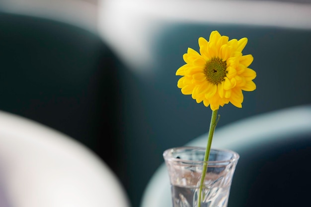 amanhecer de flor amarela em um recipiente de vidro