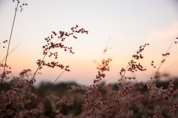 Amanhecer de manhã