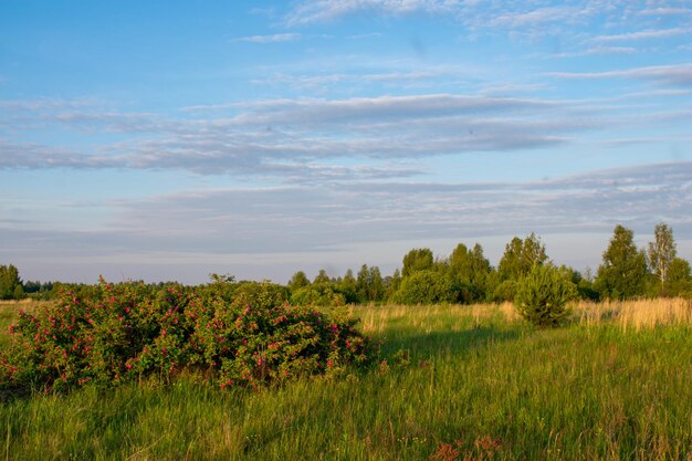 Amanhecer em um lindo campo de verão