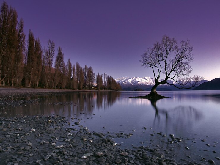 Foto amanhecer na árvore wanaka
