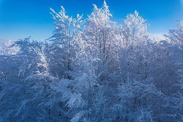 Amanhecer nas árvores das montanhas na geada