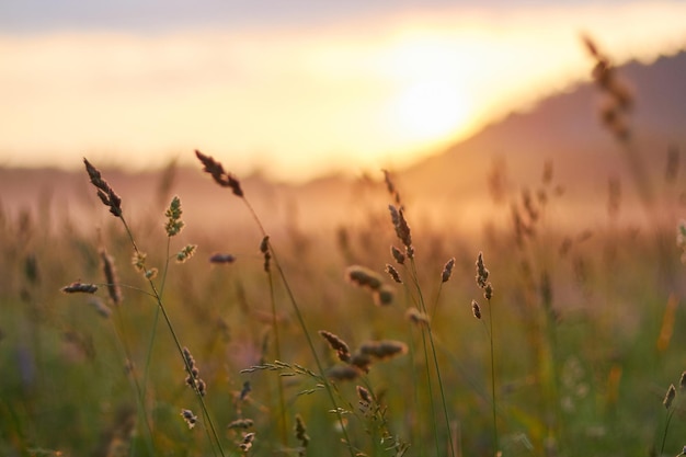 Amanhecer no campo de manhã cedo. luz do sol suave. as flores silvestres florescem no verão, o campo está coberto de grama. área rural