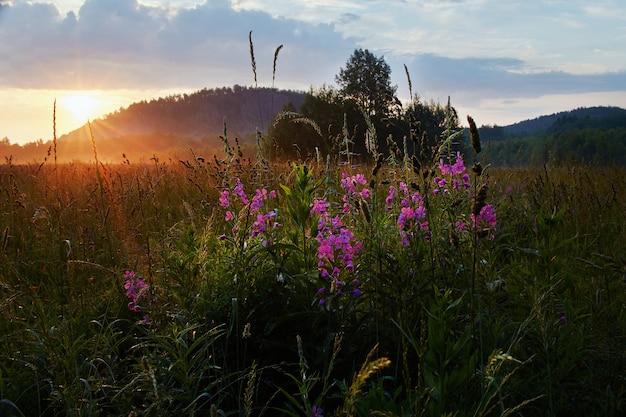 Amanhecer no campo de manhã cedo. Luz do sol suave. As flores silvestres florescem no verão, o campo está coberto de grama. Área rural