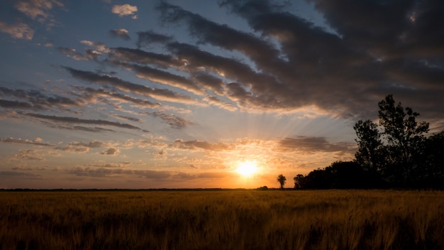 Amanhecer no campo de trigo dourado Os primeiros raios do sol rompem as belas nuvens sobre o campo de trigo