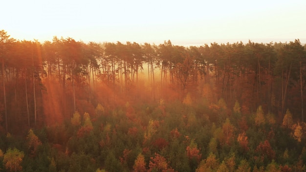 Amanhecer sobre uma bela floresta com árvores altas