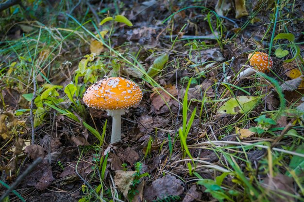 Amanita en el bosque