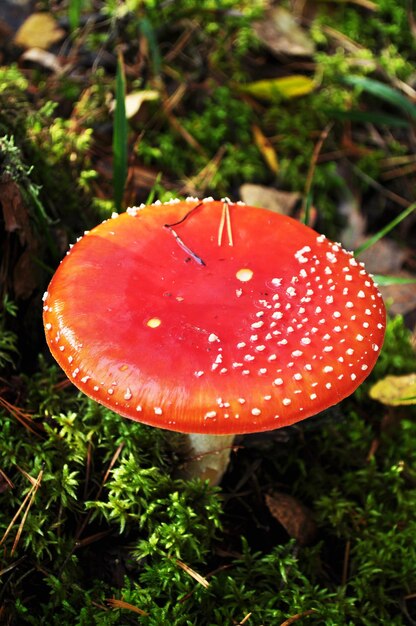 Amanita, close-up de cogumelos. Red fly agaric com pontos brancos em um fundo de musgo. Bokeh, plano de fundo.