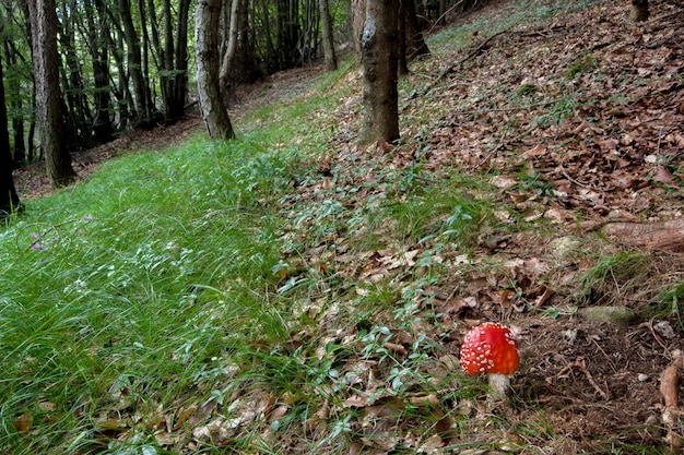 amanita cogumelo