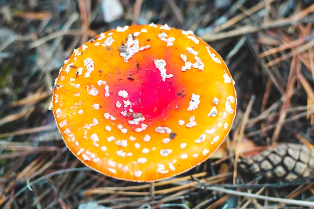 Amanita de cogumelo venenoso com uma tampa vermelha na floresta. Perigo agárico para os colhedores de cogumelos.