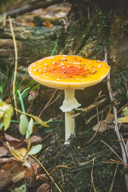 Amanita do cogumelo na floresta. Foco seletivo.