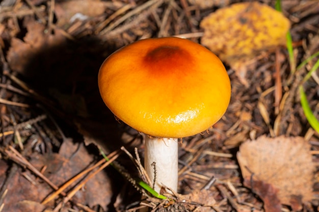 Amanita fulva comúnmente llamada la grisette leonada tóxica