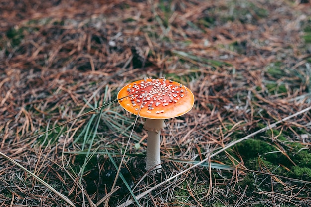 Amanita giftiger Pilz im Herbstwald