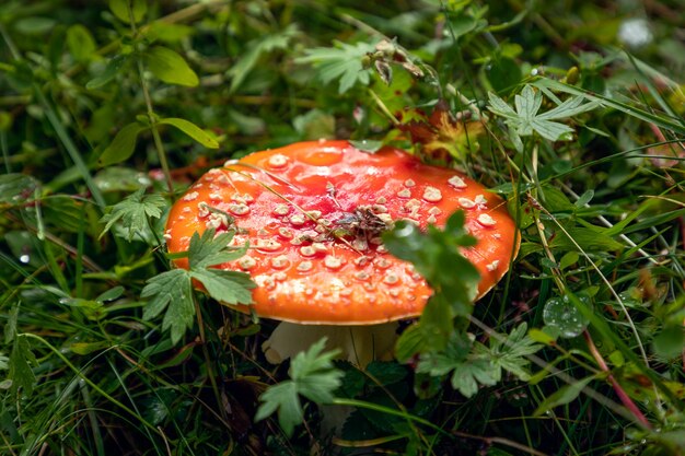Amanita giftiger Pilz im Wald