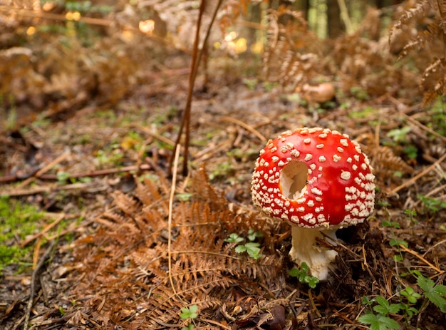 Amanita de hongo rojo en el bosque soleado