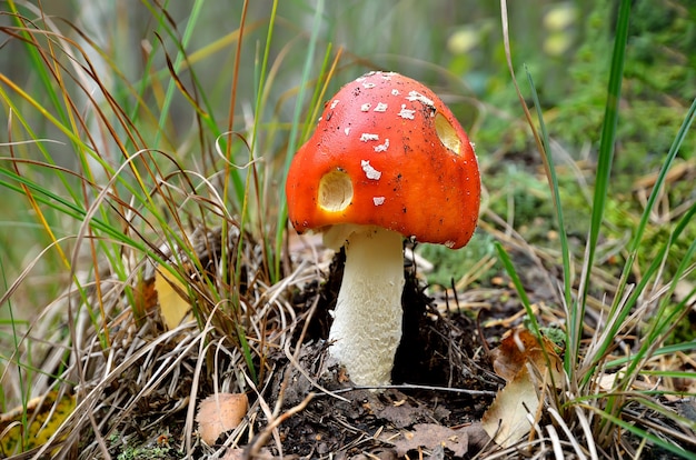 Foto amanita de hongos