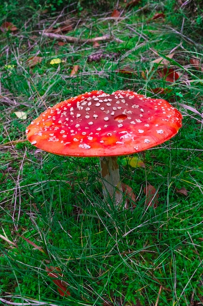 Amanita mosca roja agárico seta bosque verde hierba un otoño