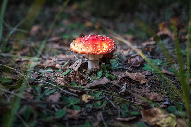 Amanita muscari Tóxico y alucinógeno hermoso hongo pelirrojo Fly Agaric en hierba en el fondo del bosque de otoño fuente de la droga psicoactiva Muscarine