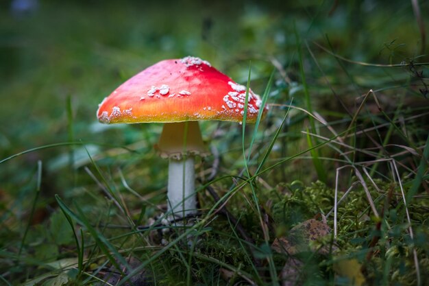 Foto amanita muscari tóxico y alucinógeno hermoso hongo pelirrojo vuela ágarico en la hierba en el fondo del bosque de otoño fuente de la droga psicoactiva muscarina