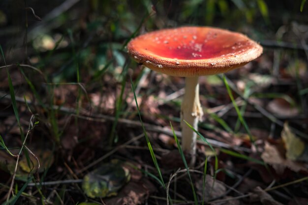 Amanita muscari Toxisch und halluzinogen schöner rothaariger Pilz Fliegenpilz im Gras