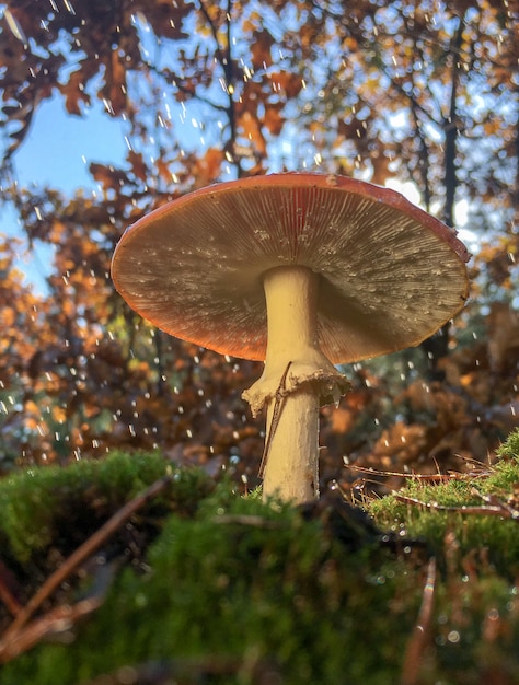 Amanita muscaria agaric vermelho cogumelos com manchas brancas na grama