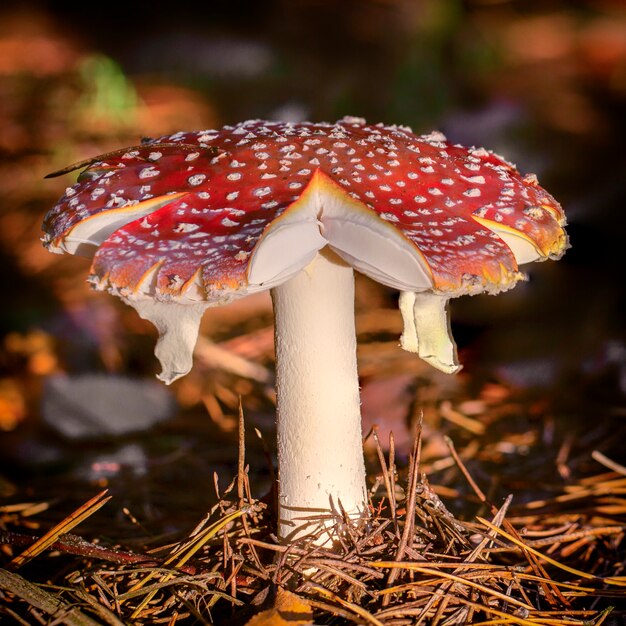 Amanita muscaria agaric vermelho cogumelos com manchas brancas na grama