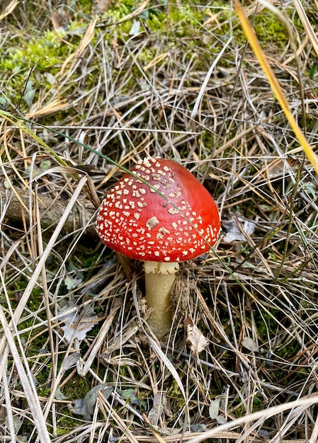 Amanita muscaria agárico de mosca en el bosque