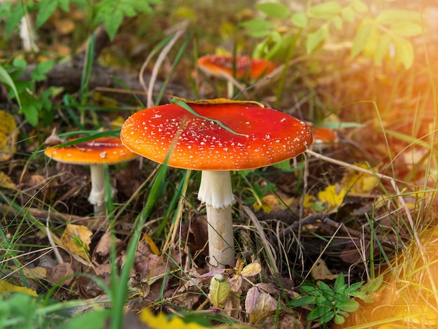 Amanita muscaria, agárico de mosca hermoso hongo tóxico alucinógeno rojo con el telón de fondo de un bosque místico de otoño