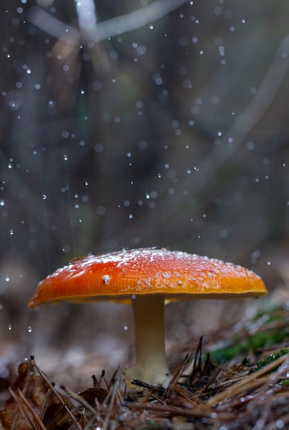 Amanita muscaria amanita muscaria setas rojas con manchas blancas en la hierba