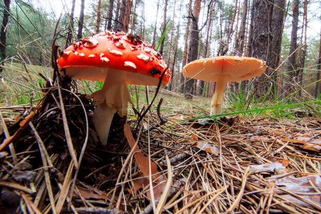 Amanita muscaria con arbusto de arándanos en el borde del bosque iluminado por los rayos del sol Vista de cerca desde el nivel del suelo, enfoque en el hongo