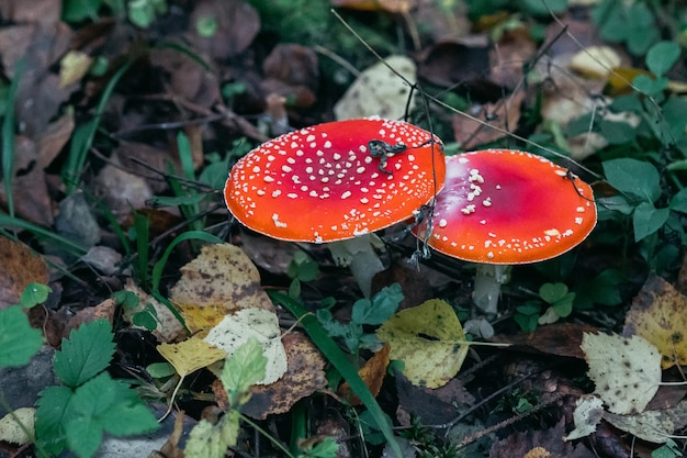 Amanita muscaria en el bosque contra el otoño