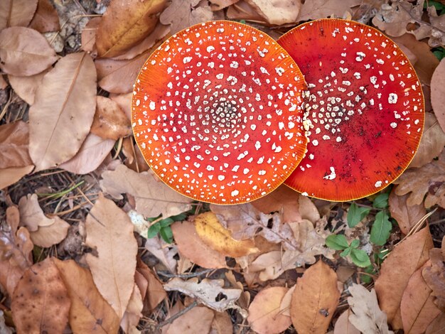 Amanita muscaria en el bosque de otoño rodeado de follaje