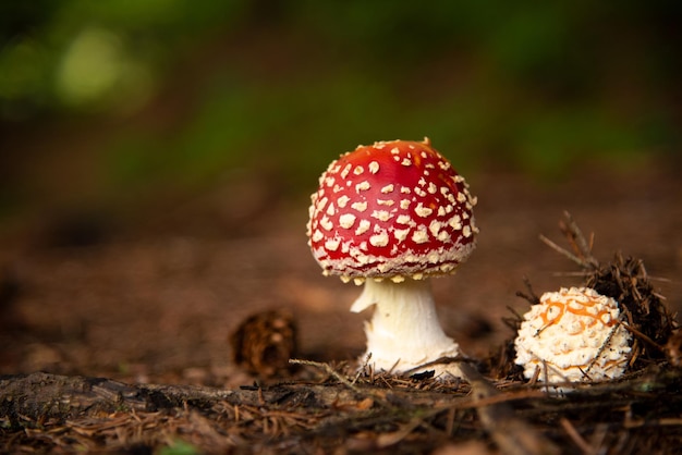 Amanita Muscaria, cogumelo venenoso. A foto foi tirada no fundo da floresta natural. cogumelos venenosos. Outono na floresta. copie o espaço