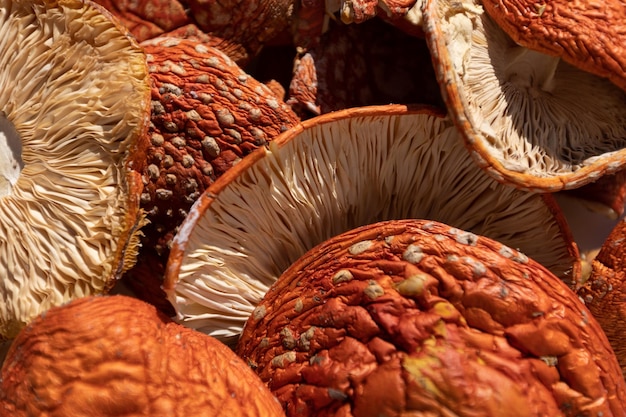 Amanita Muscaria Dried Hats Muscarine trockene rote Kappe