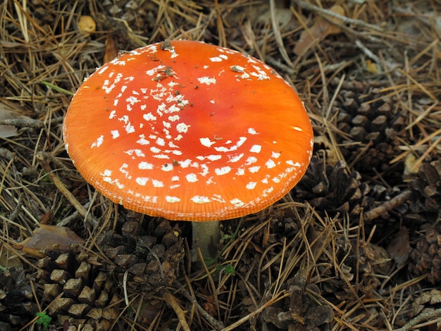 Amanita muscaria, ein giftiger und halluzinogener Pilz oder Pilz