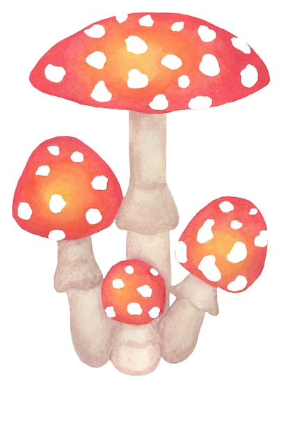 Amanita muscaria Familia de setas venenosas Ilustración acuarela para niños Separado en un blanco