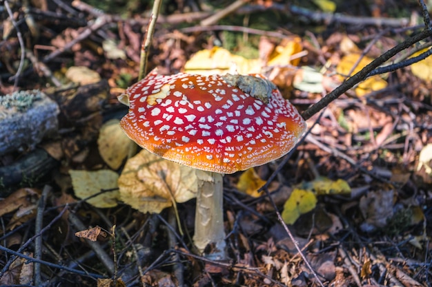 amanita muscaria Fliegenpilz