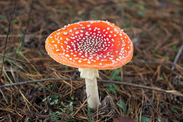 Amanita muscaria Fliegenpilz