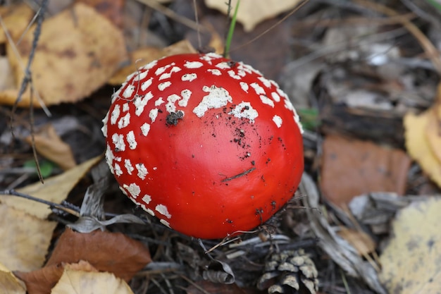 amanita muscaria fly agaric na floresta de outono