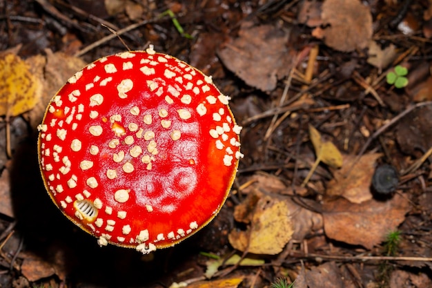 Amanita muscaria en las hojas del bosque de otoño Hermosa hada roja agárico de mosca Hongo venenoso en el bosque