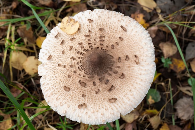 Amanita muscaria en las hojas del bosque de otoño hermosa hada roja agárico de mosca mushroo venenoso