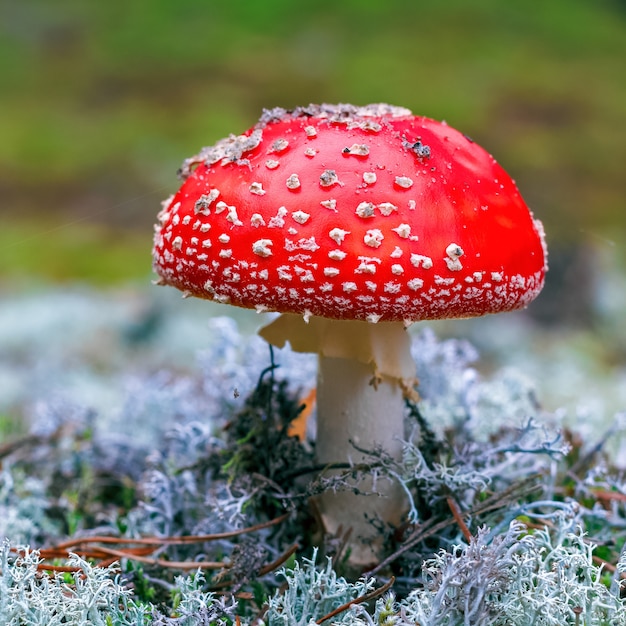 Amanita Muscaria. Hongo agárico mosca venenoso rojo en el bosque