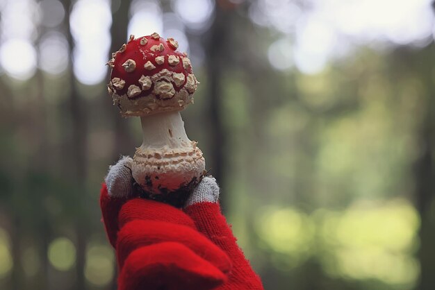 amanita muscaria hongo rojo tóxico veneno peligroso alucinógeno