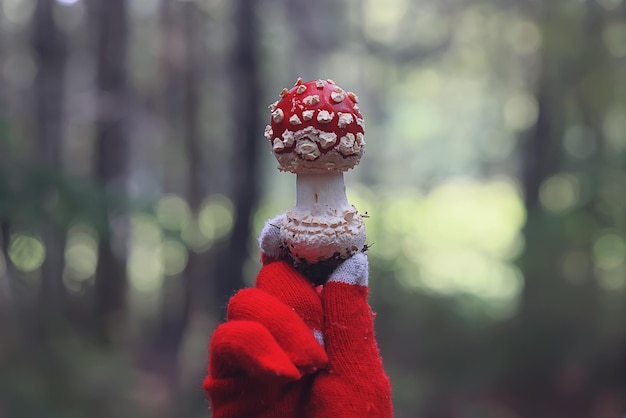 amanita muscaria hongo rojo tóxico veneno peligroso alucinógeno