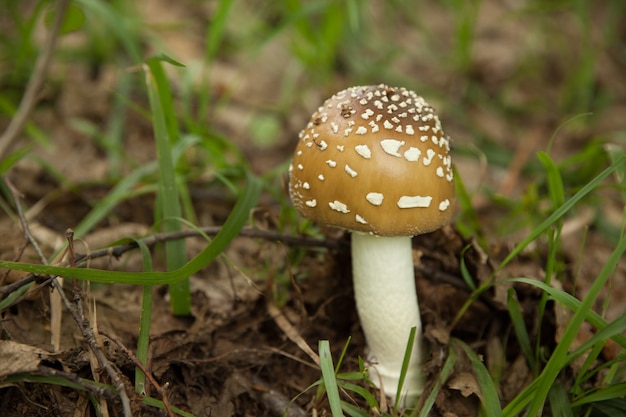 Amanita muscaria de hongo con sombrero marrón