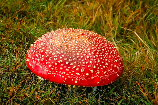 Amanita muscaria hongo venenoso rojo