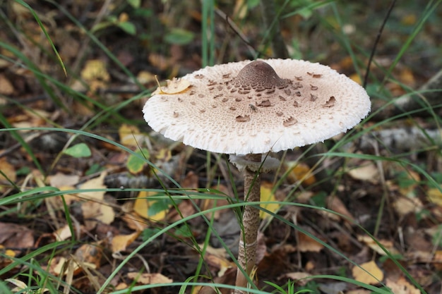 Amanita muscaria in den Blättern des Herbstwaldes schöner roter Feenfliegenpilz giftiger Pilz