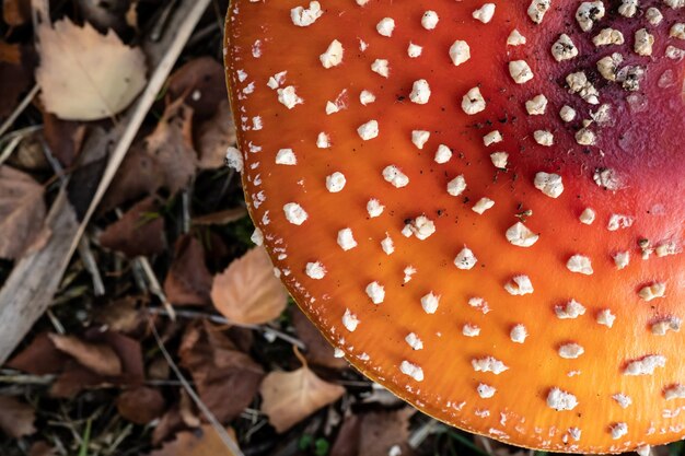 Amanita muscaria na floresta de outono Belos cogumelos venenosos Flatley Closeup