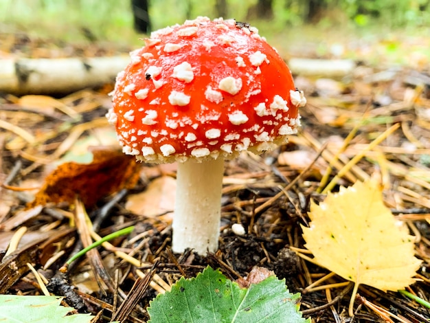 Amanita muscaria no comestible crece en el bosque.